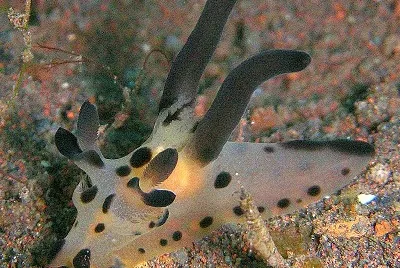 Thecacera sp