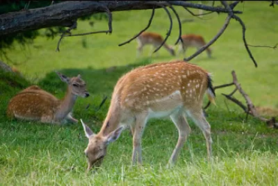 bambi