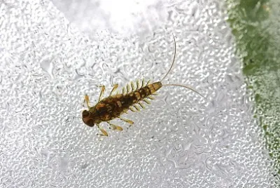 Acentrella anadineae