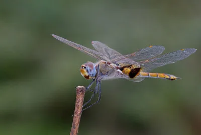פאזל של Tramea basiasis
