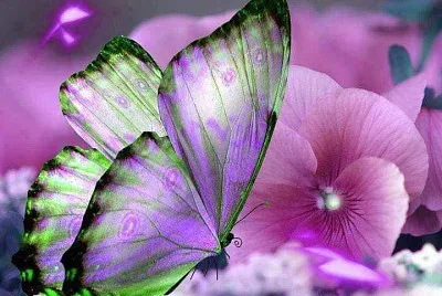 Mariposa Lila con Flor