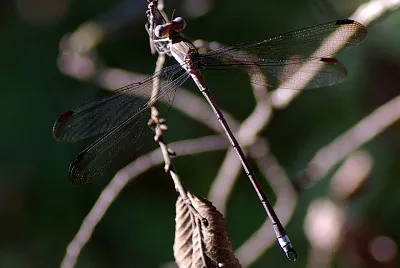 פאזל של Archilestes grandis