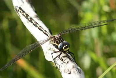 פאזל של Austroaeschna flavomaculata