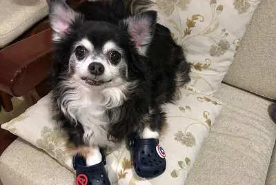 Nick usando crocs do mimão