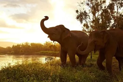 natural jigsaw puzzle