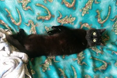 Sombra posando