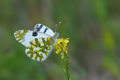 Euchloe ausonia