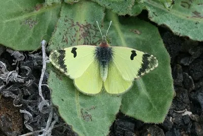Euchloe carlonia