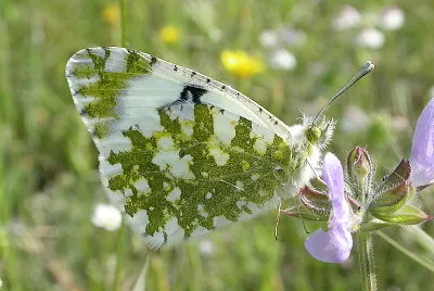 Euchloe crameri