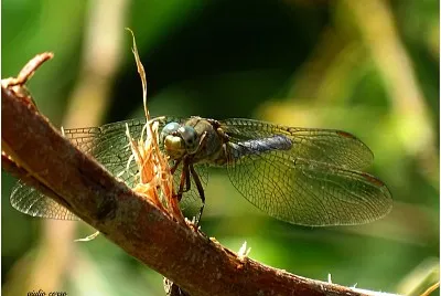 libellula jigsaw puzzle