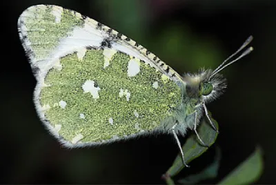Euchloe tagis