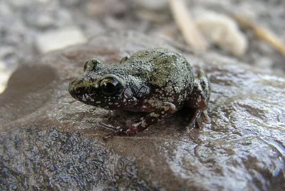 Eleutherodactylus pipilans