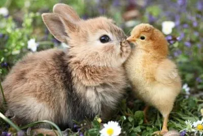 The bunny and the chick