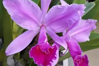 FLOWERS jigsaw puzzle