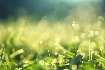Pasture