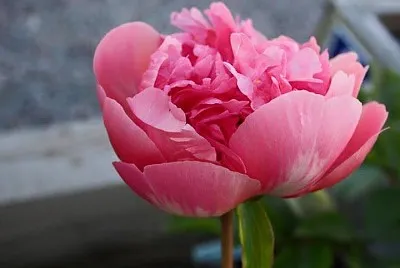 flores jigsaw puzzle