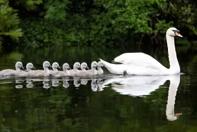 FAMILIA