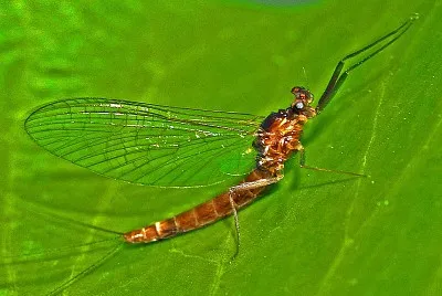 פאזל של Paraleptophlebia submarginata