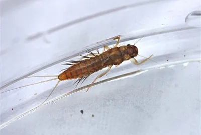 Paraleptophlebia