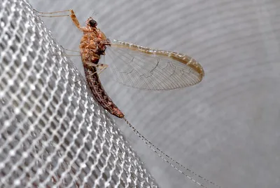 פאזל של Cloeon dipterum
