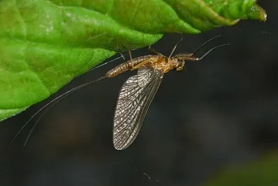 פאזל של Siphlonurus lacustris