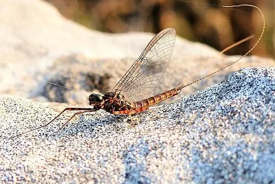 פאזל של Ecdyonurus venosus