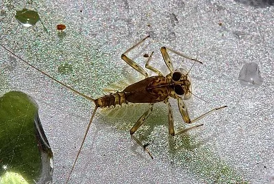 Epeorus fragilis