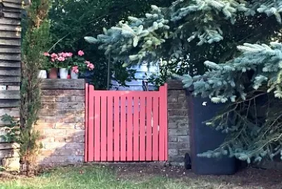Pink gate   geraniums