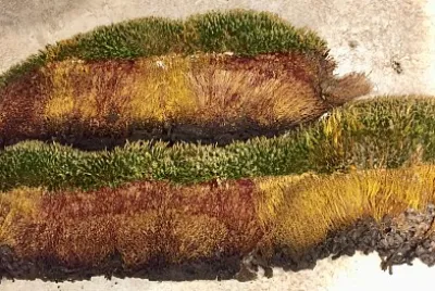 Dried Mosses