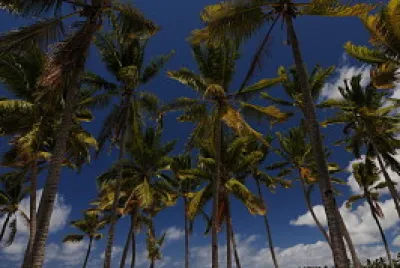 Playas y tropicalismo jigsaw puzzle
