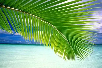 Hoja de palmera