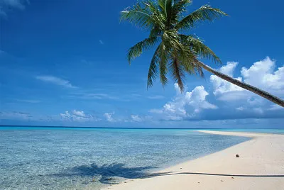 Lonely palm tree