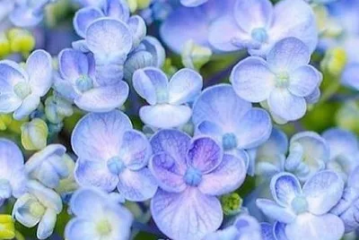 flower jigsaw puzzle
