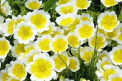 flower jigsaw puzzle