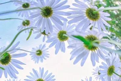 פאזל של flower