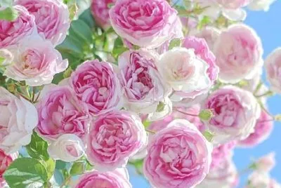 flower jigsaw puzzle