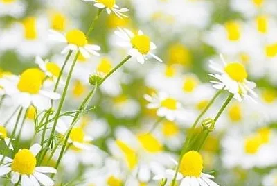 פאזל של flower