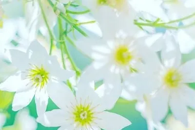 פאזל של flower