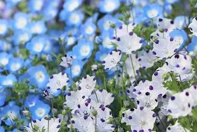 flower jigsaw puzzle
