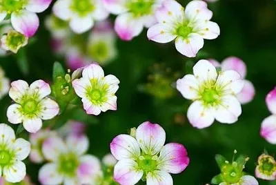 flower jigsaw puzzle
