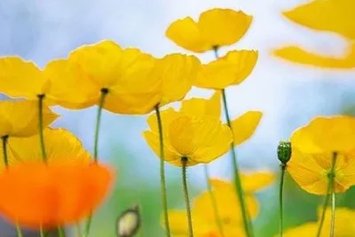 flower jigsaw puzzle