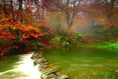 bosque y lago jigsaw puzzle