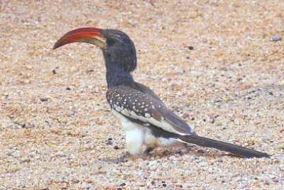 Bucero di monteiro jigsaw puzzle