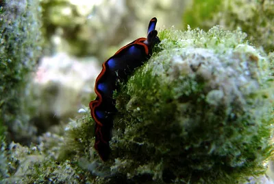 פאזל של Thuridilla indopacifica