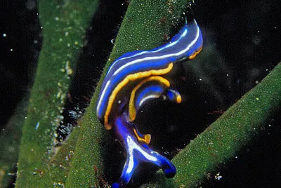 פאזל של Thuridilla hopei