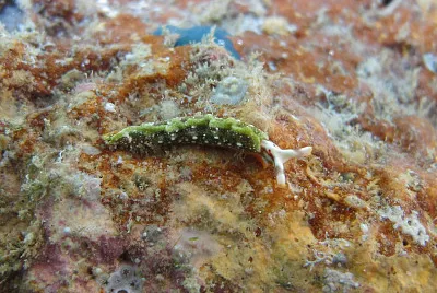 Thuridilla kathae