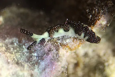 Thuridilla moebii