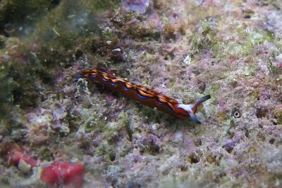 Thuridilla multimarginata