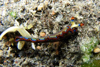 פאזל של Thuridilla undula