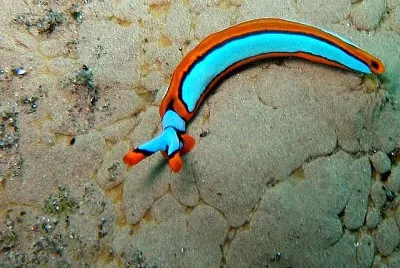 פאזל של Thuridilla lineolata